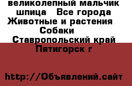 великолепный мальчик шпица - Все города Животные и растения » Собаки   . Ставропольский край,Пятигорск г.